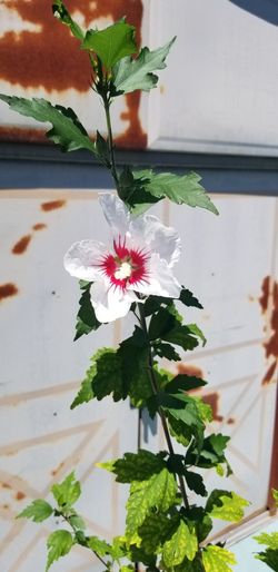 Hibiscus Beautiful 4 Ft Tall Just Staring To Bloom