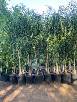 15 Gallon Size- Queen Palm Trees- Approximately 6-8 Feet Tall