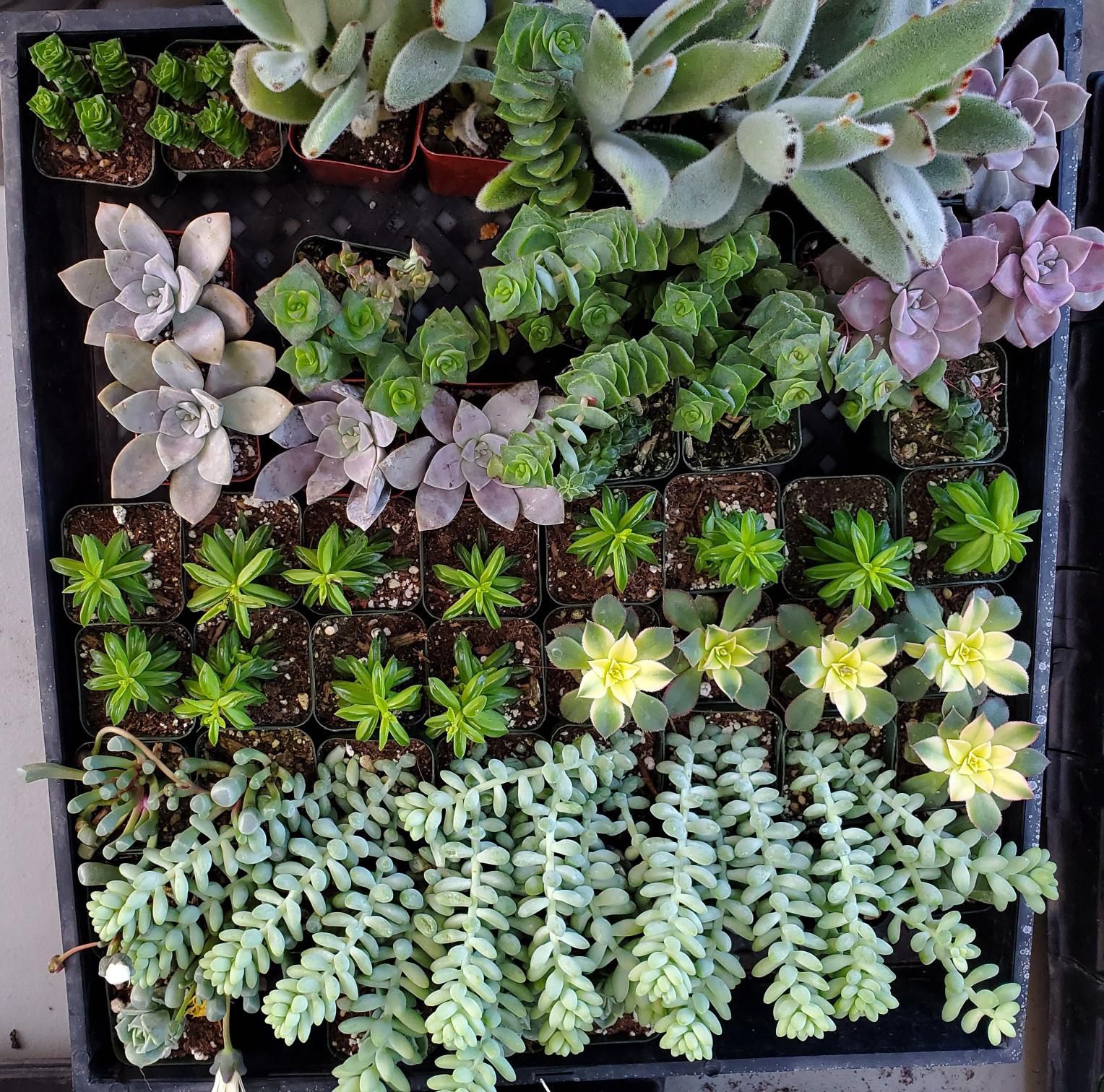 Succulents And Cactus In 2inch Pots For Only $3 Or Buy 10pcs Get 2pcs Free