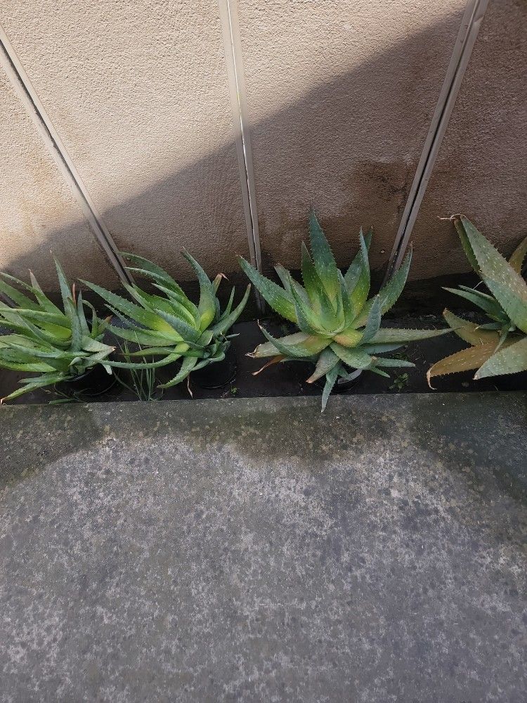 Alovera Plants