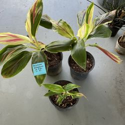PLANT SALE- Indoor