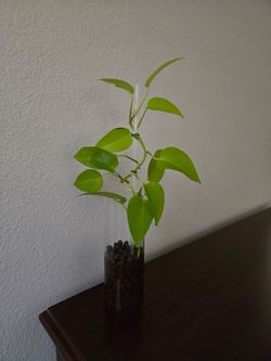 Live Plant 🍃 neon pothos in leca