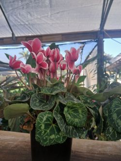Cyclamen plants $10 each