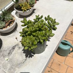 Succulents 