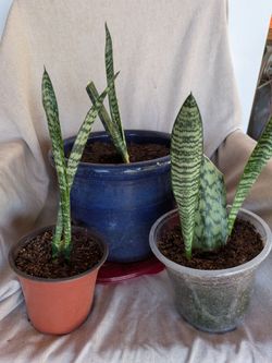 Clean your air with Snake plants, Elephant bush, and Aloe all in different sizes available from $10 up to $200 for the big ones