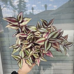 Tradescantia Silver Plus/Violet Hill Plant
