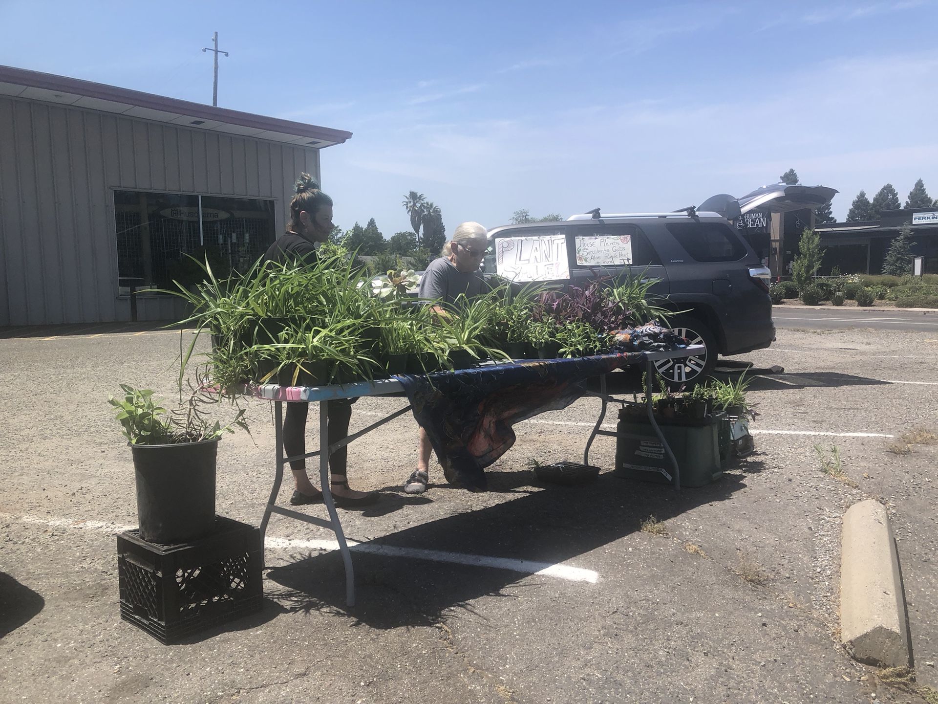 Fund Raiser plant Sale Ton And Tons Of Plants All Sizes