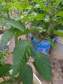 Variedades de chiles muy picante