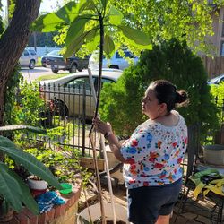 Plomeria Yellow / Amarialla 