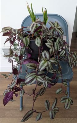 Pot of Mixed Plants