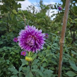 Dahlia Plants Table Dancer $5 Each 