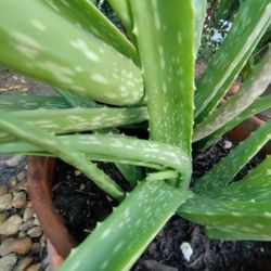 Aloe Vera Plant 