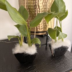 Bird of Paradise Plants Live Only 1 Plant