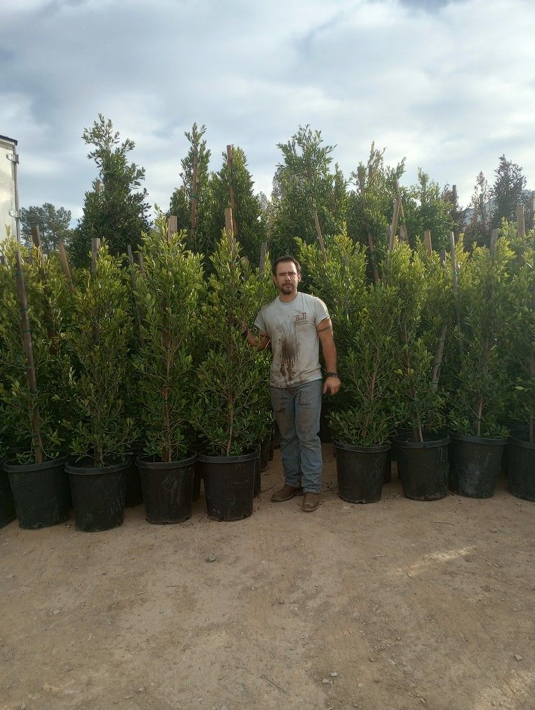 Ficus Nitida Indian Laurel Trees Columns