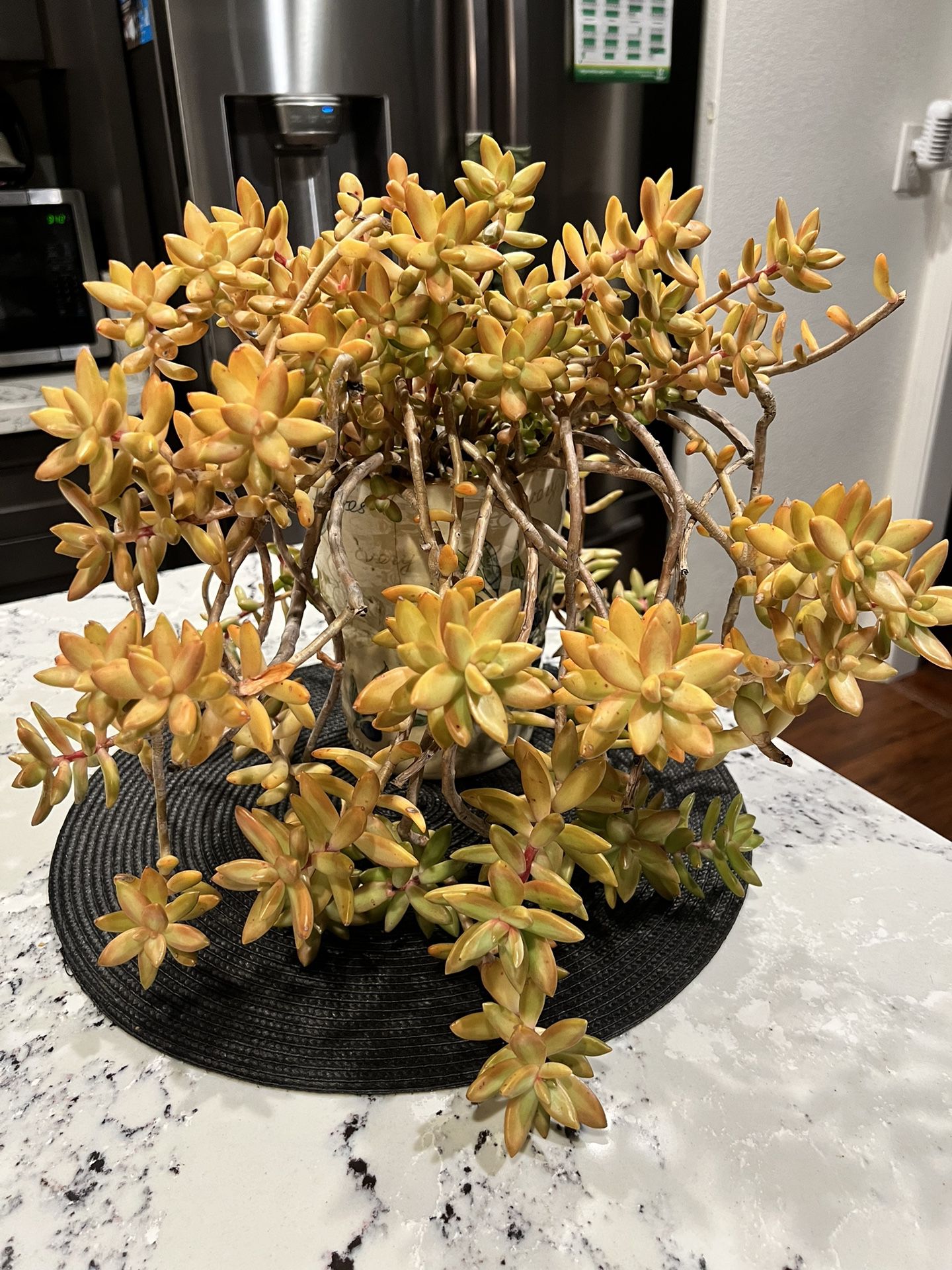Yellow Succulent -$15