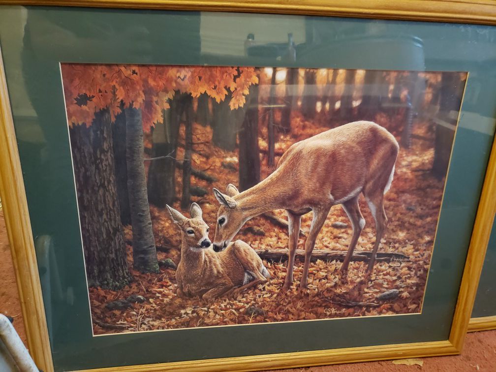 Deer photos with frames