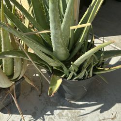 Aloe Vera Plant 