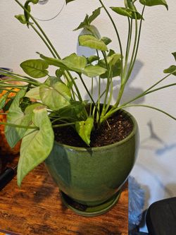 Plant