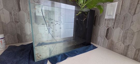 Baby fish tank set up