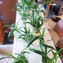 Spider Plant Clippings 