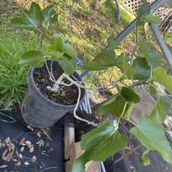 15 gal mature Mission Fig Trees