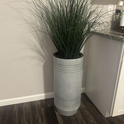 Plant In A Pot 