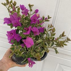 Bougainvillea, Camellina , Veranera , Curazao Variegated Leaves Plant, In 1 Gallon Pot Pick Up Only