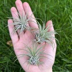 Air Plant! 🌱💨