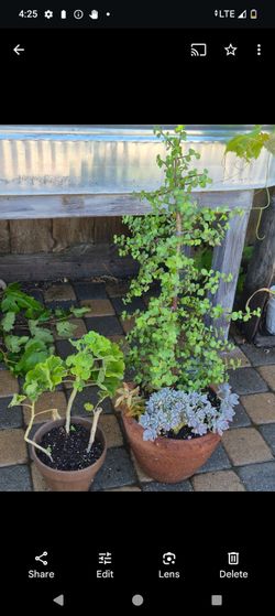 elephant plant/assorted succulents