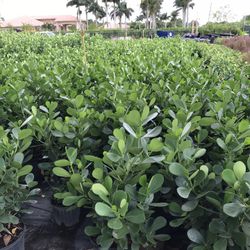 Clusias 7 Galones 3ft $ 13 