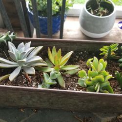 Succulent Planter..about ten varieties 