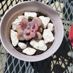 Succulent