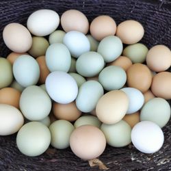 Fresh Farm Eggs 