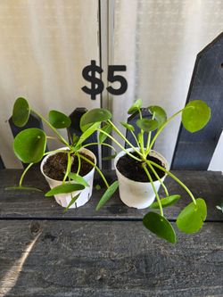 Chinese Money Plants