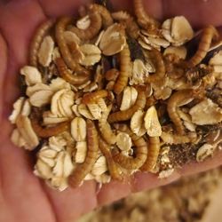 Need Food For You're Fish Or Reptiles 