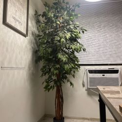 Beautiful 8 Ft. Artificial Ficus Tree
