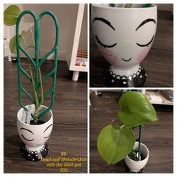 Heart Leaf Philodendron With Plant Pot