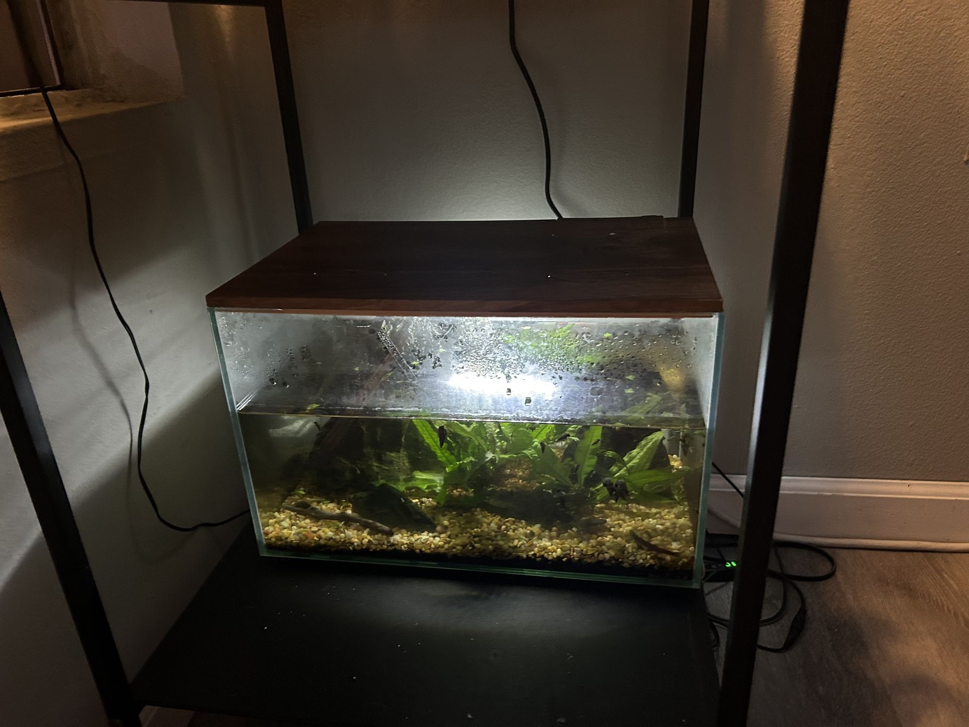 3 Gallon Fish Tank