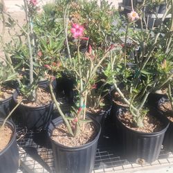 Rosas Del Desierto 3gallones 