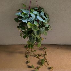 Hanging Plant In Miramesa 