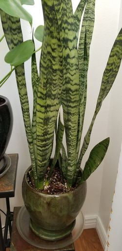 Sansevieria Laurentii Snake Plant This flower mascot home