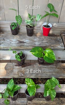 Swiss cheese ivy , snowy ivy , arrow head plant  and pothos