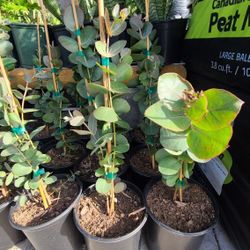 Eucalyptus Tree 1gallon Silver