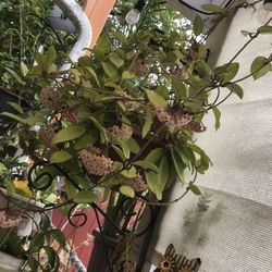 Plantas Diferentes Precios Y Tamaños 