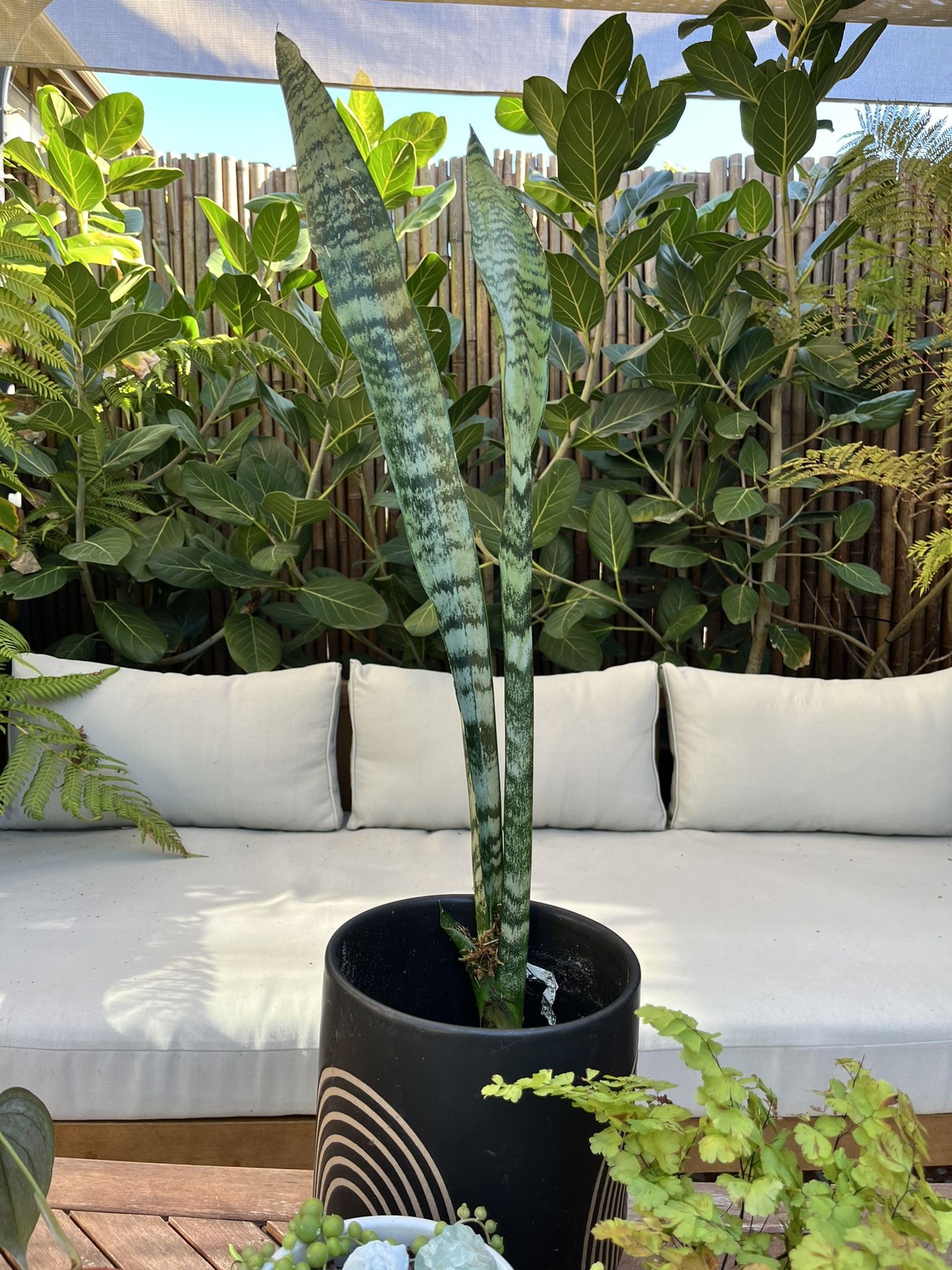 LIVE 30inch Tall!!!! Sansevieria Plant Black Coral Snake Plant Rooted