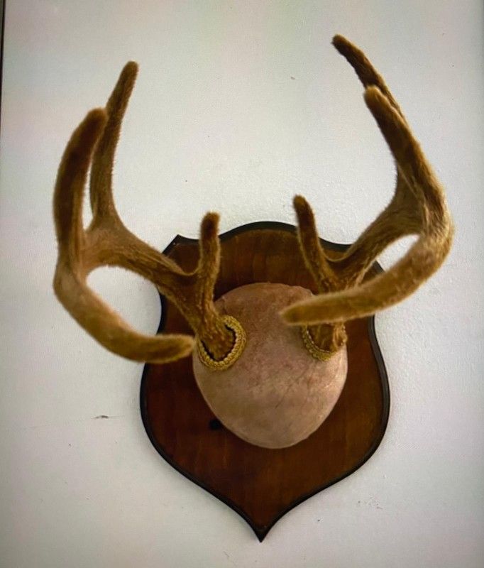 HERMOSO TARRO DE VENADO MONTADO EN MADERA DE 19 PLGS