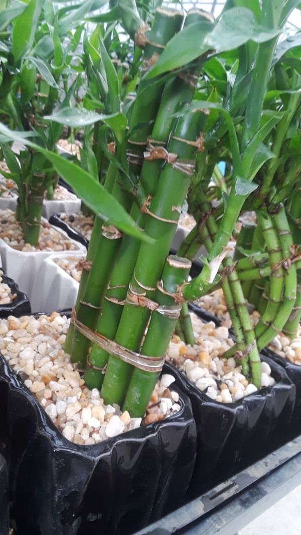 Bamboo plants for Center pieces for Sale in Homestead, FL ...