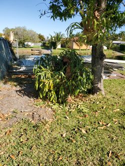 Platycerium alcicorne rare variety STAGHORNE