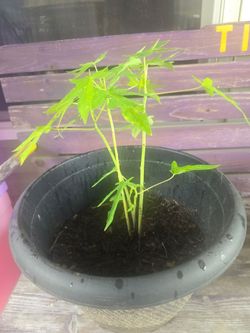 Papaya plants