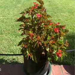 Flowerering Plants Decorative Green Easy To Care For 